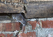 Brown rat (Rattus norvegicus) coming down a wall, England