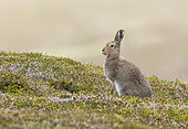 Mountain hare (Lepus timidus) amongst heather, Scotland