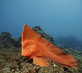 Pataecus (Pataecus fronto), Australie. Image composite