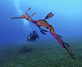 Weedy seadragon or common seadragon, Phyllopteryx taeniolatus. Male carrying the eggs. Like seahorses, seadragon males are the sex that cares for the developing eggs. Females lay around 120 eggs onto the brood patch located on the underside of the males' tail. The eggs are fertilised and carried by the male for around a month before the hatchlings emerge. Australia