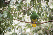 Cloven-feathered Dove (Drepanoptila holosericea) on a branch, endemic species, New caledonia