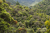 Wet forest landscape in Blue River Park. New Caledonia.