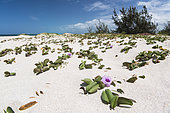 Beach Morning Glory (Ipomoea pes-caprae), Ténia Islet Marine Reserve, West Lagoon. New Caledonia.