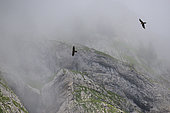 Lammergeier (Gypaetus barbatus) in flight, Nature Reserve Sixt-Fer à Cheval, Alps, France