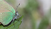Green Hairstreak (Callophrys rubi), Nature reserve of Sixt-Fer à cheval, Alps, France
