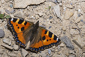 Small Tortoiseshell (Aglais urticae) thirst quenching on ground, Nature Reserve Sixt-Fer à Cheval, Alps, France