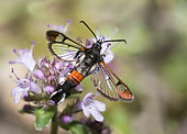 Red-tipped clearwing (Synanthedon formicaeformis) on Wild thyme (Thymus serpyllum), Sixt-Fer à Cheval Nature Reserve, Alps, France