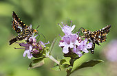 Pygmy moth (Thyris fenestrella) on Oregano (Origanum vulgare), Regional Natural Park of Northern Vosges, Alsace, France