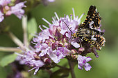 Pygmy moth (Thyris fenestrella) on Oregano (Origanum vulgare), Regional Natural Park of Northern Vosges, Alsace, France