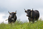 Cows of Hérens, native of Swiss Valais, Samoëns, Alps, France