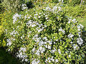 Plumbago auriculata 'Alba'