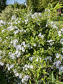Plumbago auriculata 'Alba'