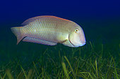 Pearly razorfish (Xyrichthys novacula) that hunts in a (Cymodocea nodosa) in phanerogams (Cymodocea nodosa) underwater backgrounds of the Canary Islands, Tenerife.