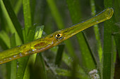 Pipefish (Syngnathus typhle). Fish of the Canary Islands, Tenerife.