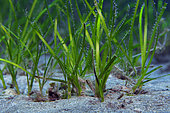 Little Neptune grass (Cymodocea nodosa). Detail of the roots. Flore, underwater backgrounds of the Canary Islands, Tenerife.