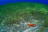 Starfish (Echinaster sepositus) in phanerogams. Flore, underwater backgrounds of the Canary Islands, Tenerife.
