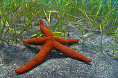 Starfish (Echinaster sepositus) in phanerogams. Flore, underwater backgrounds of the Canary Islands, Tenerife.