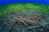 Little Neptune grass (Cymodocea nodosa). Detail of the roots. Flore, underwater backgrounds of the Canary Islands, Tenerife.