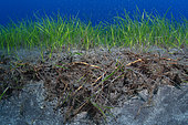 Little Neptune grass (Cymodocea nodosa). Detail of the roots. Flore, underwater backgrounds of the Canary Islands, Tenerife.