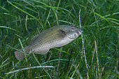 Parrotfish -male- (Sparisoma cretense) hunting in a marine meadow (Cymodocea nodosa). Fish of the Canary Islands, Tenerife.