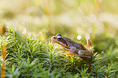 European Common Frog (Rana temporaria), Alsace, France