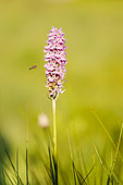 Spotted Orchis(Dactylorhiza maculata) and hoverfly (syrphus sp), Alsace, France