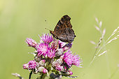 Camberwell Beauty (Aglais io , inachis io) on Marsh Thistle (Cirsium palustre), Alsace, France