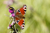 Camberwell Beauty (Aglais io , inachis io) on Marsh Thistle (Cirsium palustre), Alsace, France