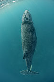 Humpback whale (Megaptera novaeangliae) Calf, Tonga Island, Vava'u, Pacific Ocean