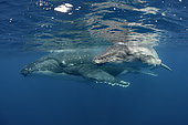 Humpback whale (Megaptera novaeangliae) and calf, Tonga Island, Vava'u, Pacific Ocean