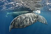 Humpback whale (Megaptera novaeangliae) and calf, Tonga Island, Vava'u, Pacific Ocean
