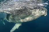 Humpback whale (Megaptera novaeangliae) Calf playing with photographer, Tonga Island, Vava'u, Pacific Ocean