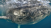Rorqual à bosse (Megaptera novaeangliae) Baleineau jouant avec le photographe, Ile Tonga, Vava'u, Ocean Pacifique