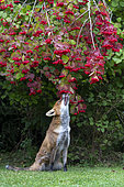 Red fox (Vulpes vulpes) feeding on Guelder rose (Viburnum opulus), England