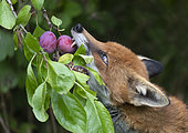 Renard roux (Vulpes vulpes) mangeant des prunes, Angleterre