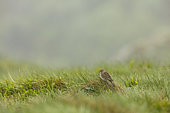 Meadow Pipit (Anthus pratensis), Hohneck, Vosges, France