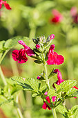 Salvia microphylla 'Wendy's Surprise'