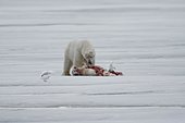 Polar bear (Ursus maritimus), skins and eats killed conspecific, besides Ivory gulls (Pagophila eburnea), pack ice at Kvitøya, Spitsbergen archipelago, Svalbard, Norway, Europe