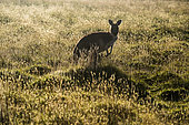 Bennett's Wallaby (Macropus rufogriseus), Narawntapu National Park, Tasmania, Australia