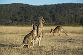 Eastern Gray Kangaroo (Macropus giganteus) female and young, Narawntapu National Park, Tasmania, Australia
