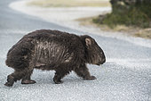 Common Wombat (Vombatus ursinus) with skin disease, Narawntapu National Park, Tasmania, Australia
