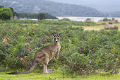 Eastern Gray Kangaroo (Macropus giganteus) male, Narawntapu National Park, Tasmania, Australia