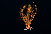 Atlantic feather star (Antedon bifida). Marine invertebrates of the Canary Islands, Tenerife.