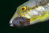 Isopod belonging to the Cymothoidae family. Parasite. Sea lice on sharpnose puffer (Canthigaster capistratus). Marine invertebrates of the Canary Islands.
