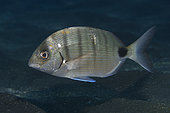 White bream (Diplodus sargus cadenati). Fish of the Canary Islands, Tenerife.