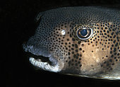 Spotfin burrfish (Chilommycterus reticulatus). Fish of the Canary Islands, Tenerife.