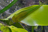 Clingfish (Opeatogenys cadenati). Fish of the Canary Islands, Tenerife.