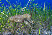 Cuttlefish (Sepia officinalis) hunting in a sea meadow (Cymodosea nodosa). Marine invertebrates of the Canary Islands, Tenerife.