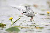 Common Tern (Sterna hirundo) taking off, Danube Delta, Romania