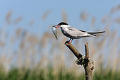 Common Tern (Sterna hirundo) with a fish in the beak, Danube Delta, Romania
